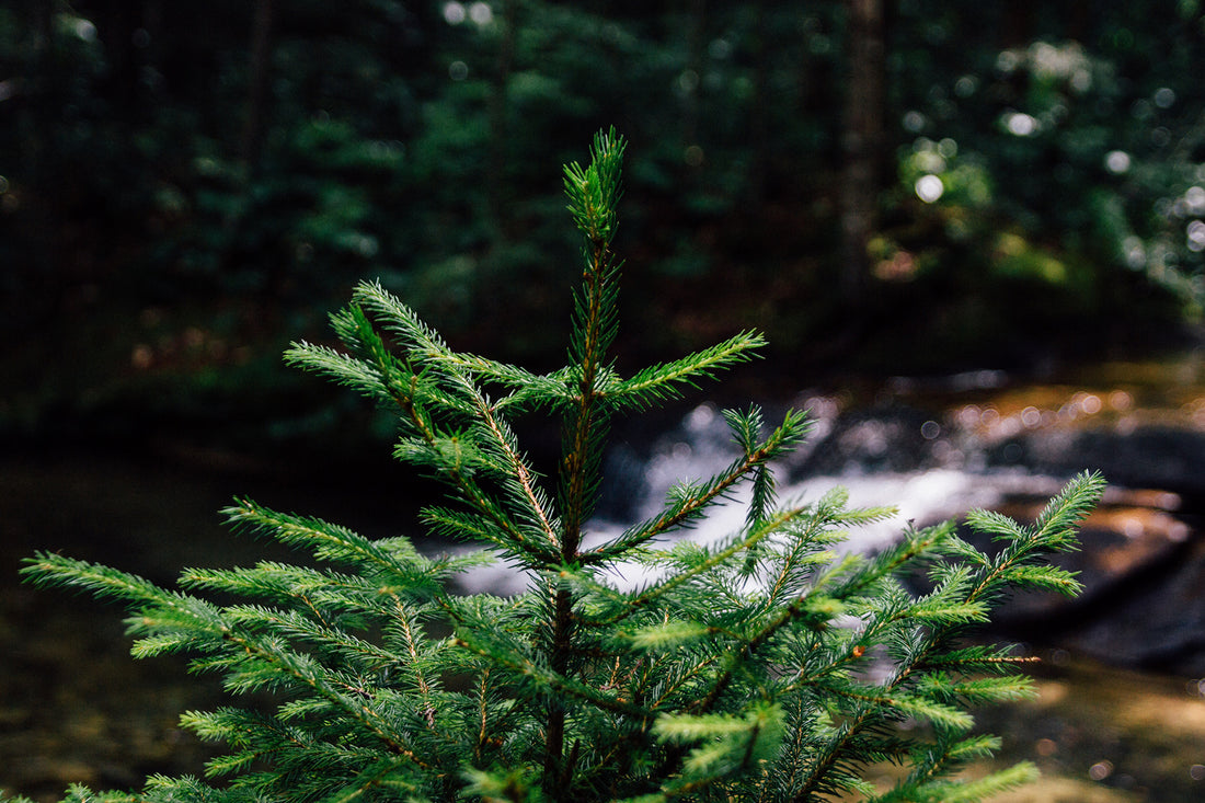 Natural or Artificial Christmas Trees?