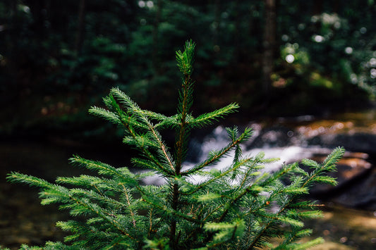 Natural or Artificial Christmas Trees?